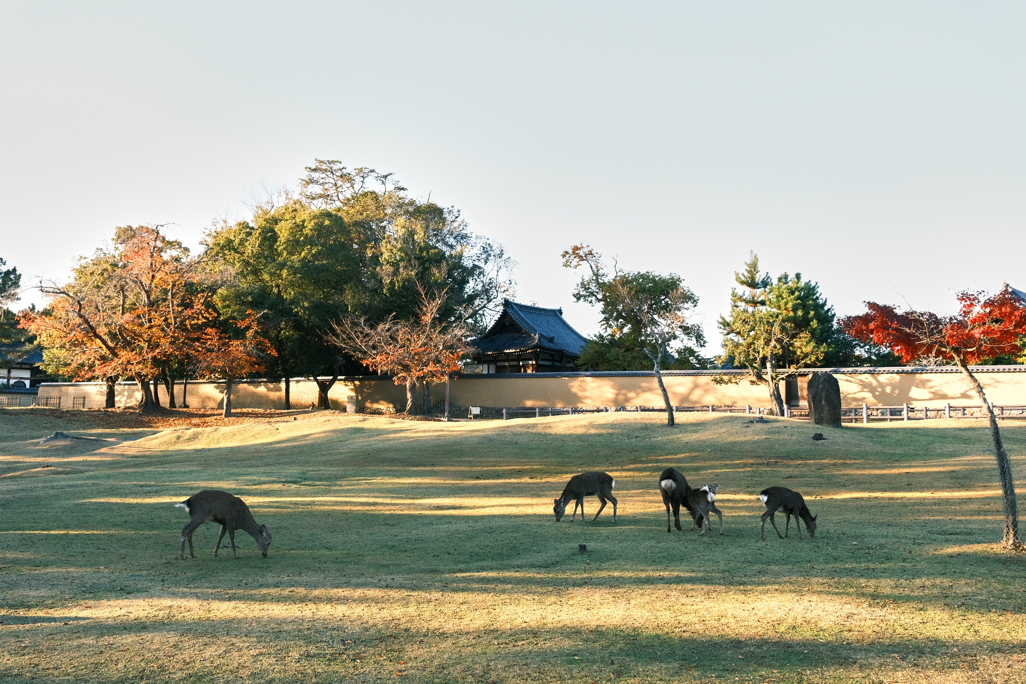 Nara Park | 奈良公園
