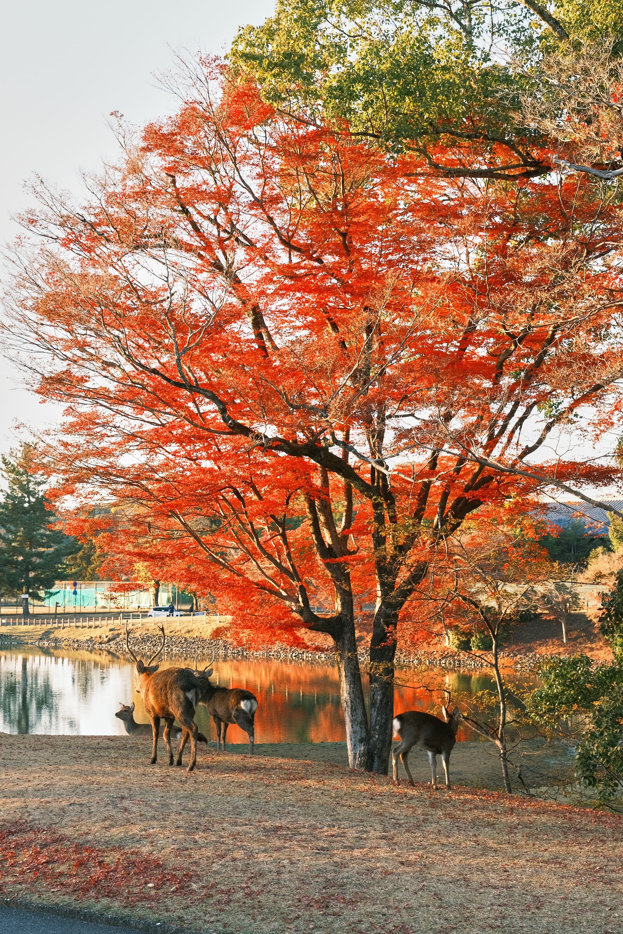 Nara Park | 奈良公園