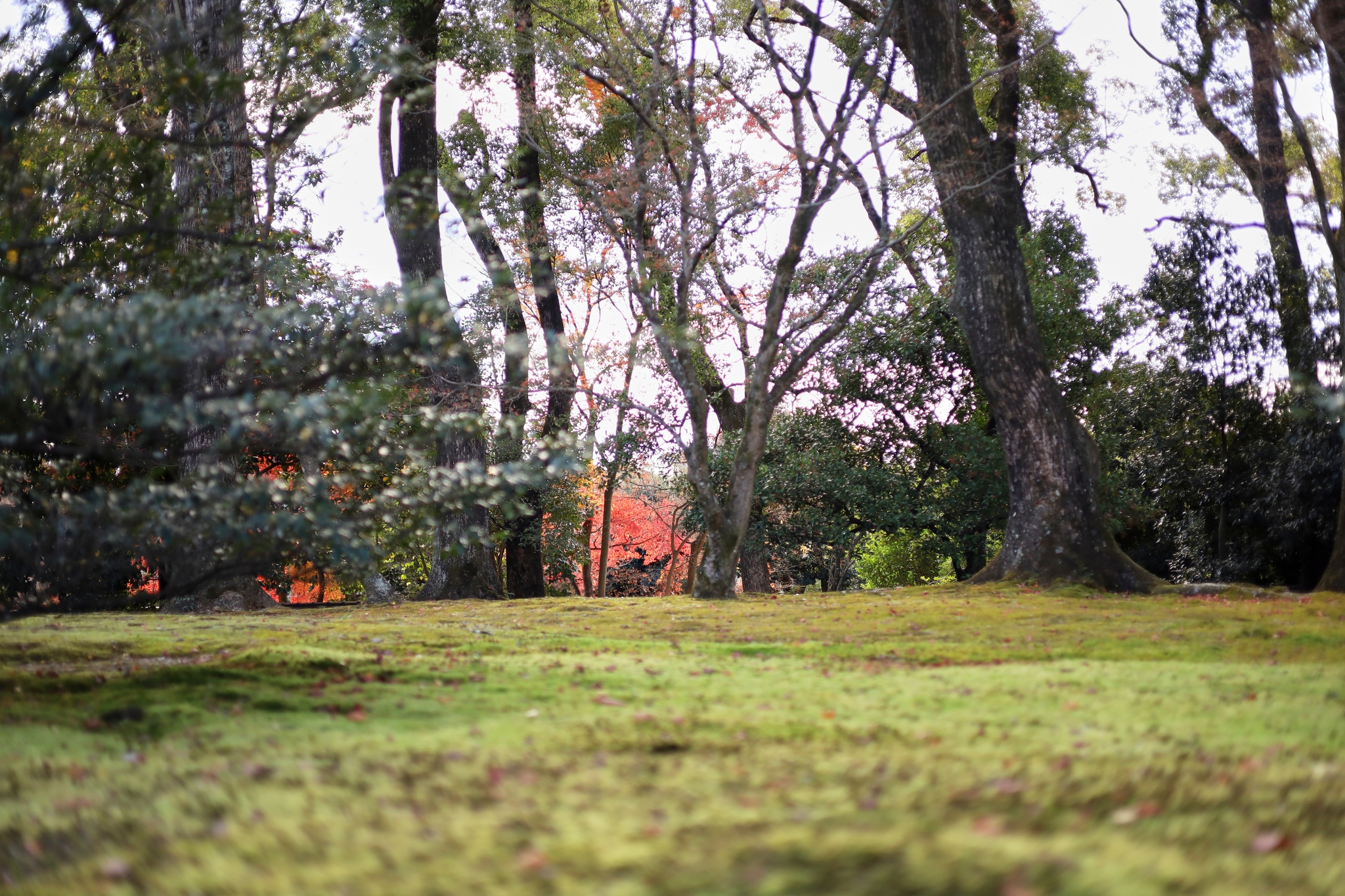Ginkaku-ji | 銀閣寺
