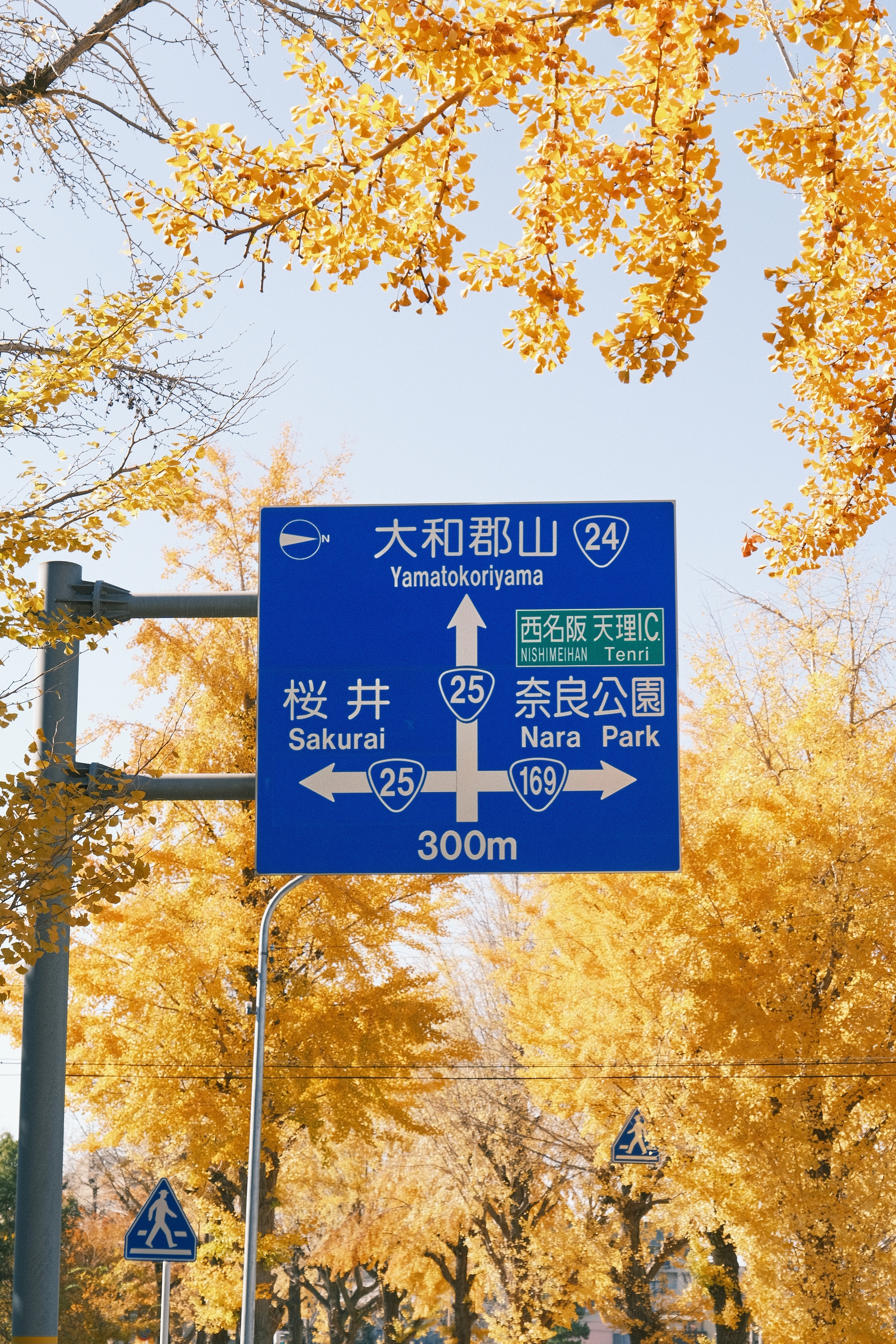 Ginkgo Road | 天理銀杏