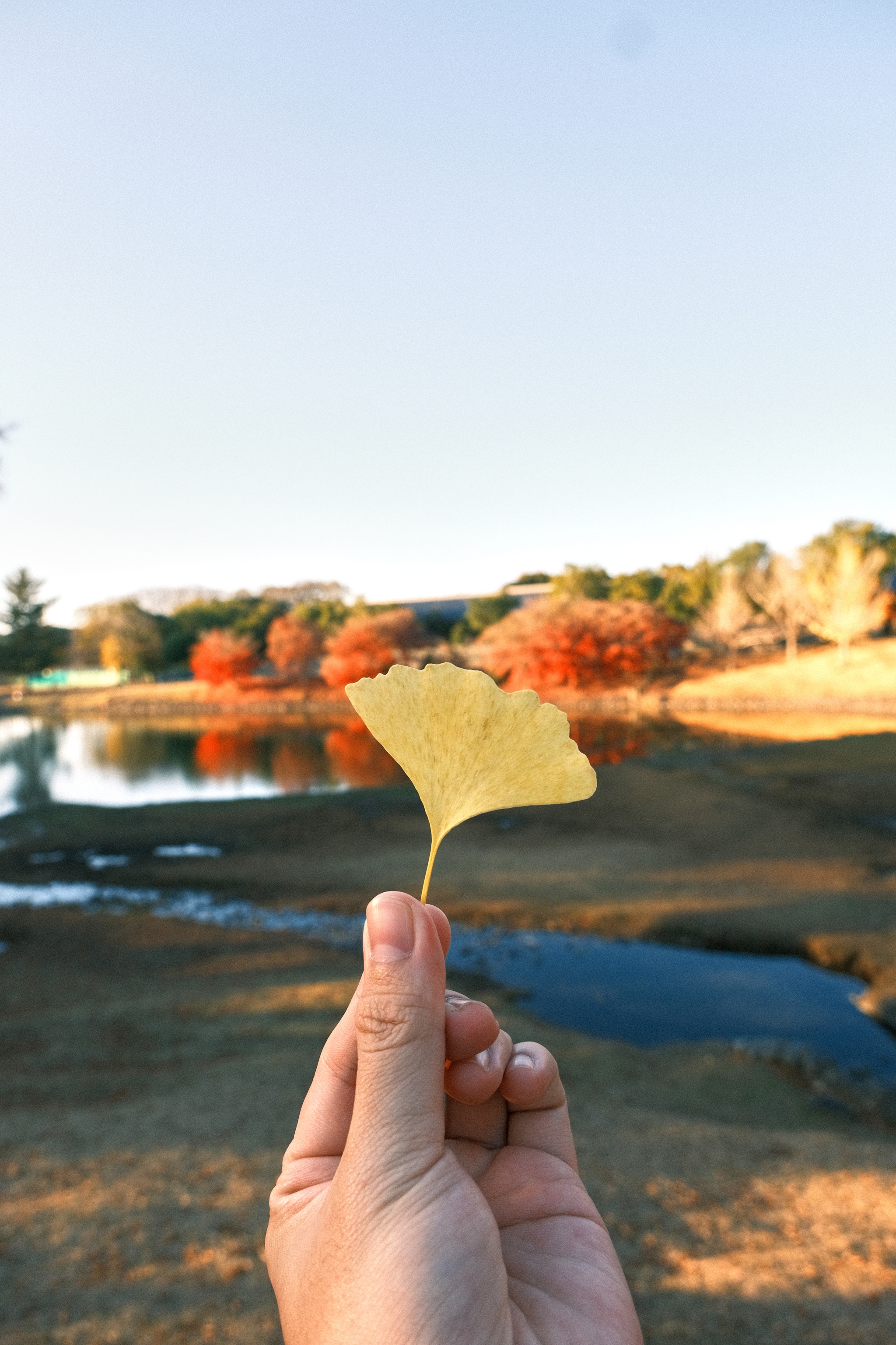 Nara Park | 奈良公園