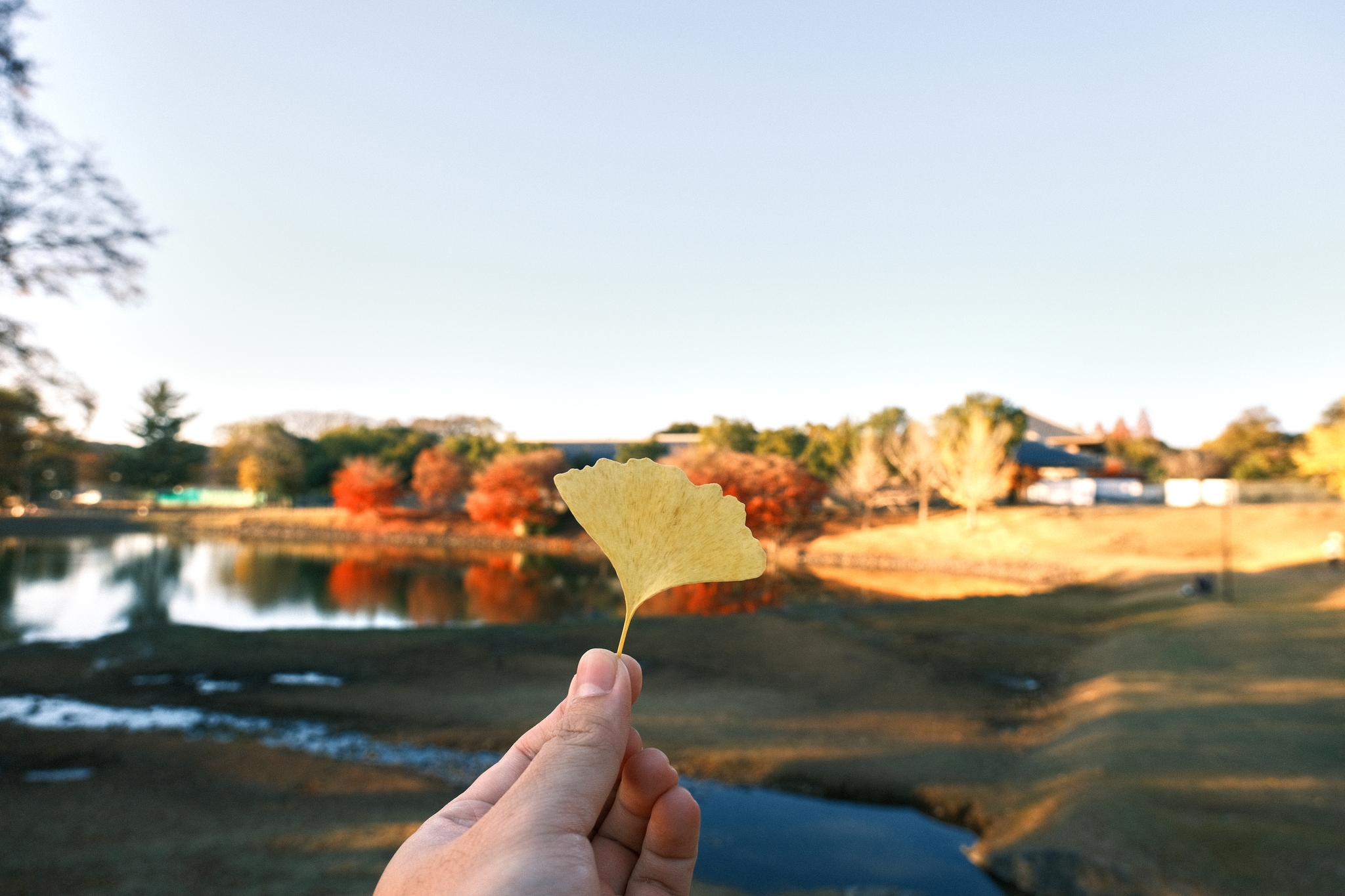 Nara Park | 奈良公園