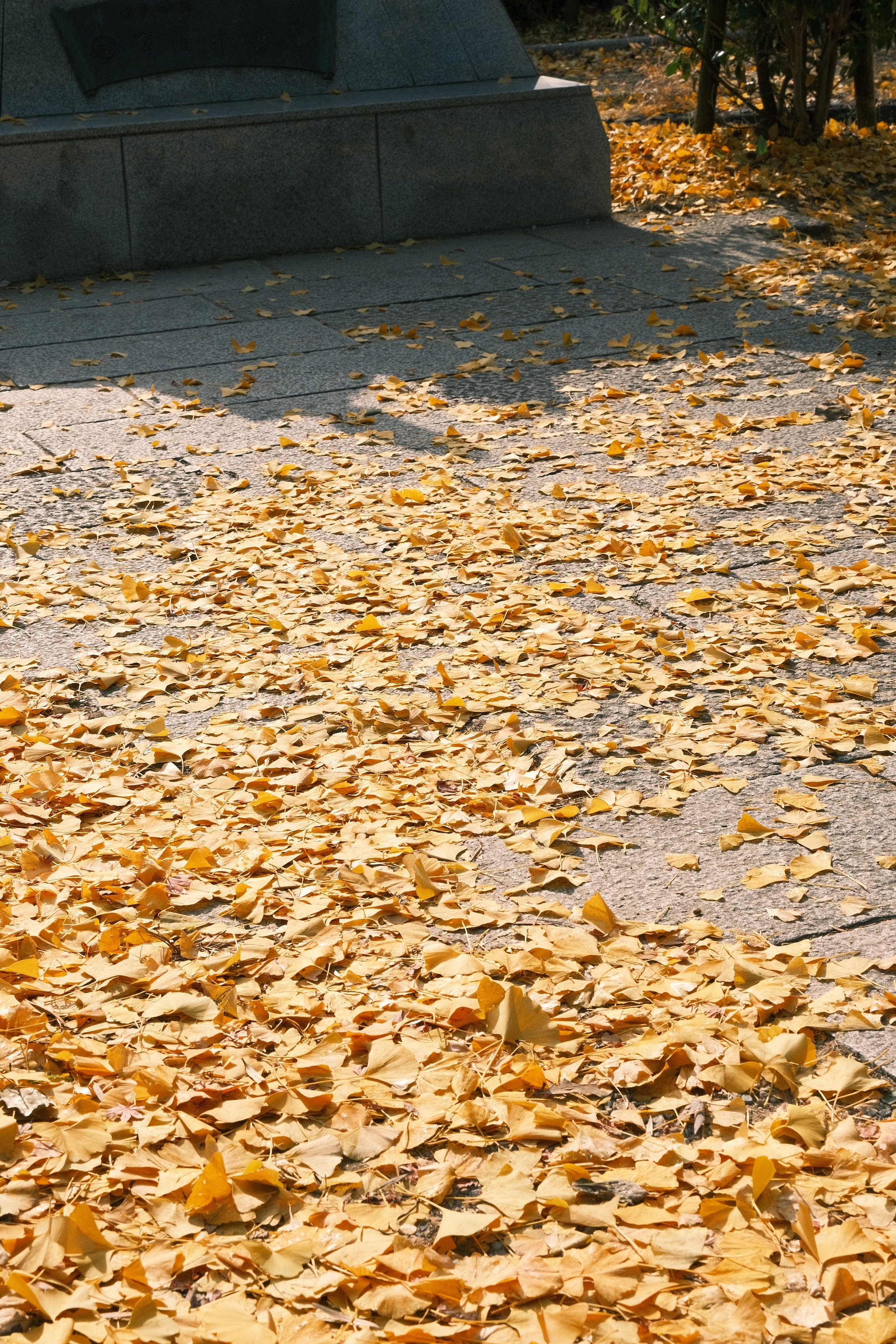 Ginkgo Road | 天理銀杏