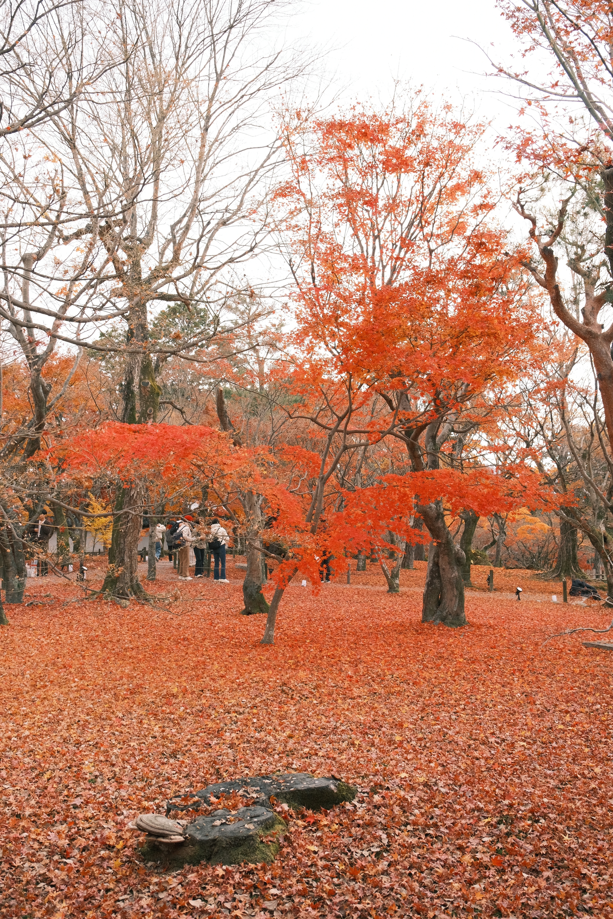 Tōfuku-ji | 東福寺