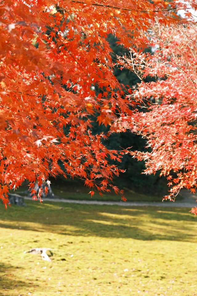 Ginkaku-ji | 銀閣寺