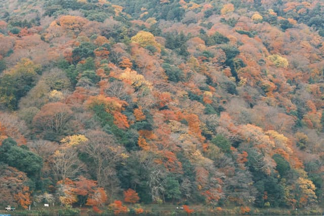 Arashiyama Momiji