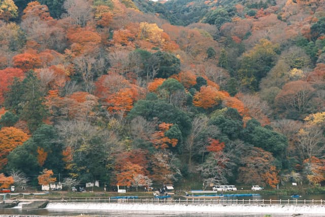 Arashiyama Momiji