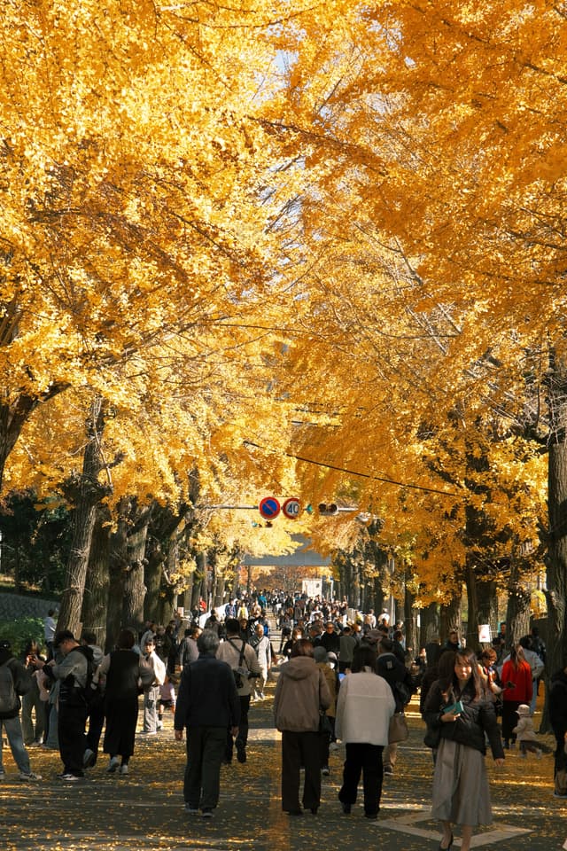 Ginkgo Road