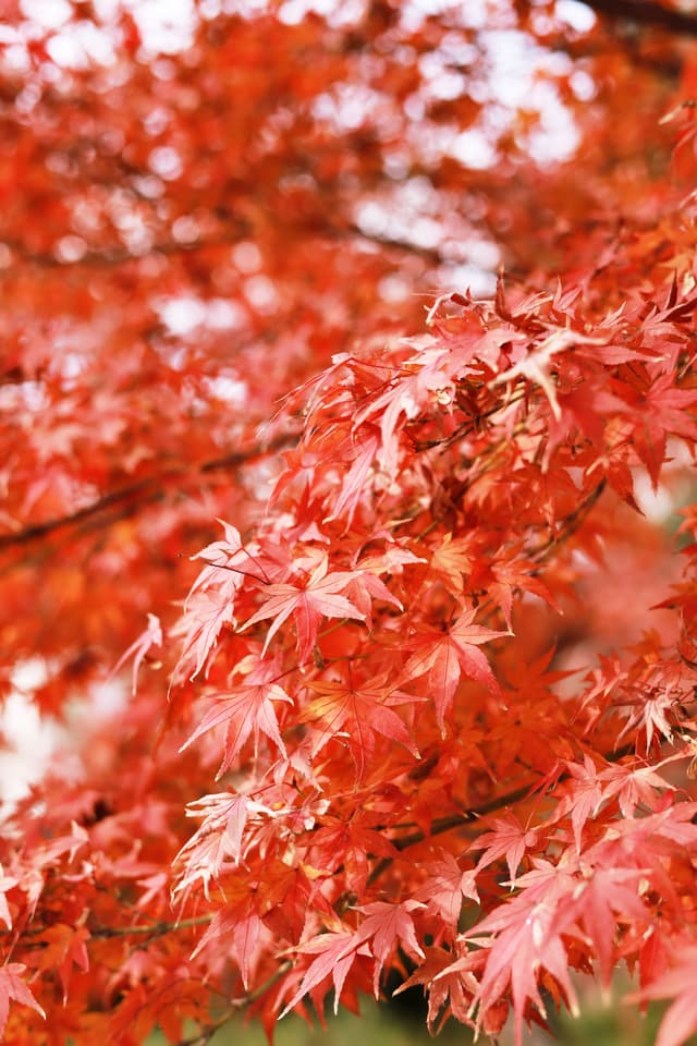 Momiji | 紅葉